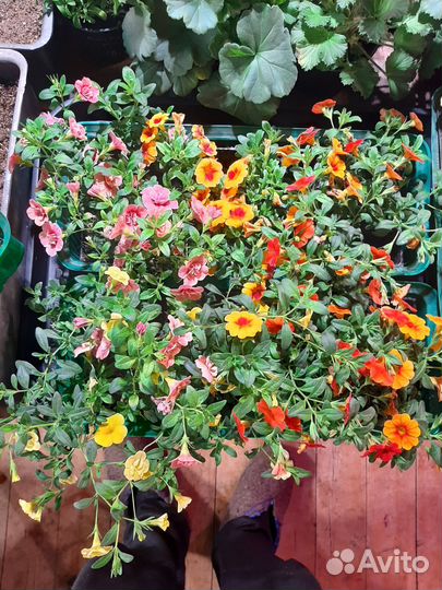 Вегетативная калибрахоа