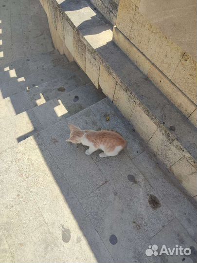 Котенок бесплатно