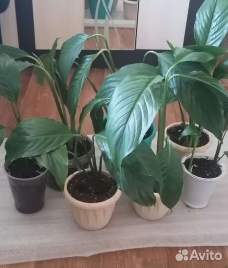 Спатифиллум женское счастье