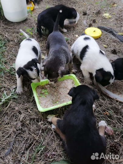 Милые щенки малыши ищут свой дом