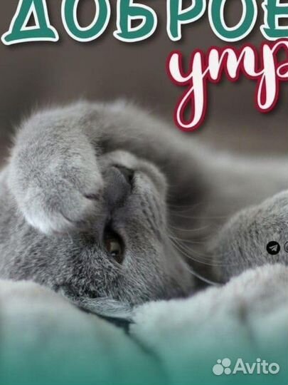 Отдам шотландскую кошку