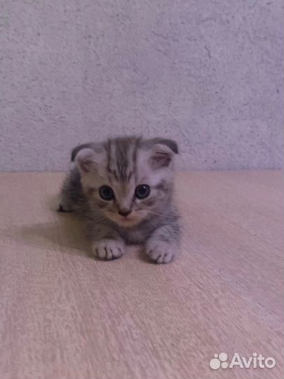 Чистокровные Шотландские котята