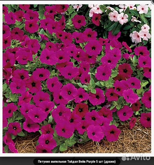 Рассада петунии Тайдал, Опера и петхоа