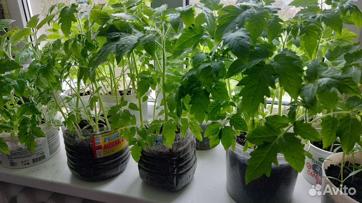 Рассада помидор