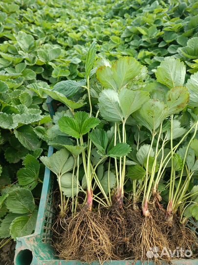 Рассада клубники азия. сандра