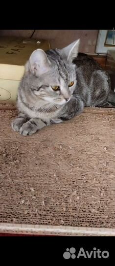 Кошка Шотландская девочка