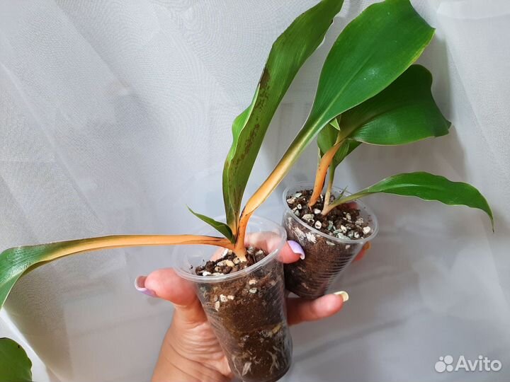 Комнатные домашние растения