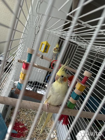 Два попугайчика Кореллы вместе с клеткой