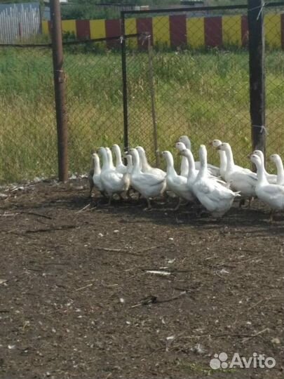 Гусь уральский белый