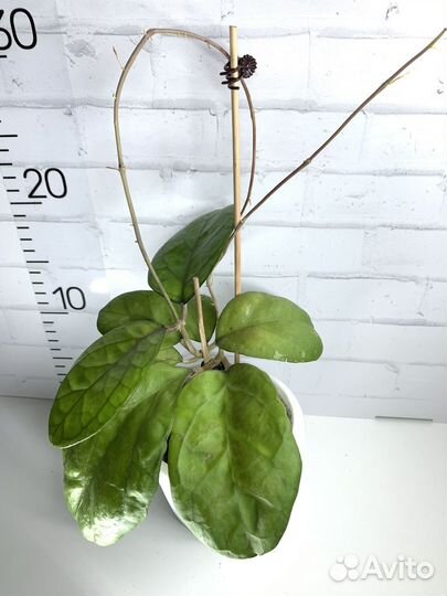 Хойи взрослые