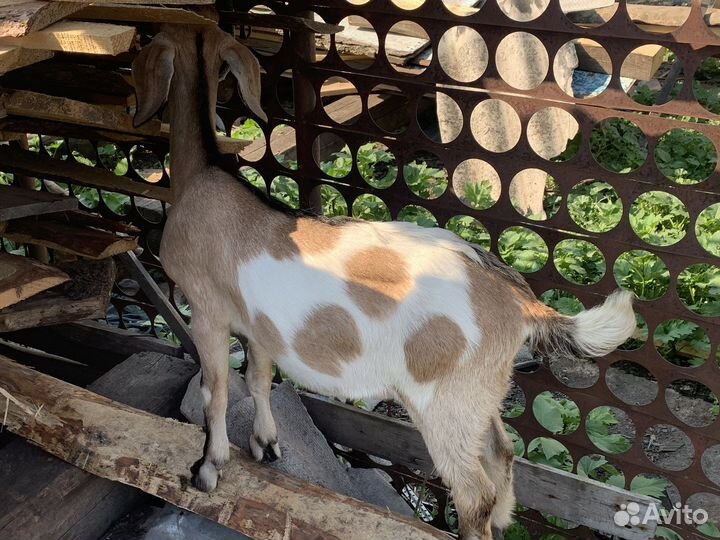 Козлы и козочки нубийской породы от