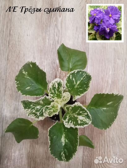 Детки сортовых фиалок