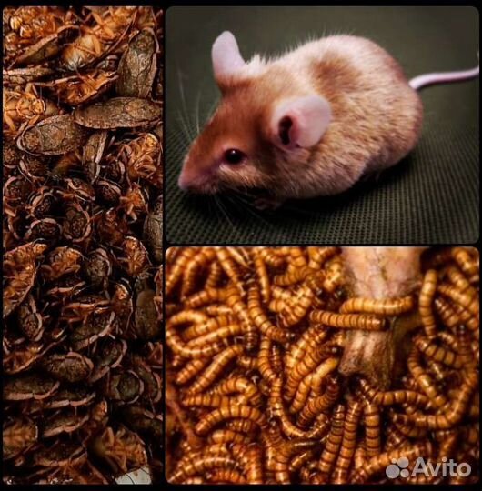 Тараканы, зофобас, мыши и др. Опт и розница