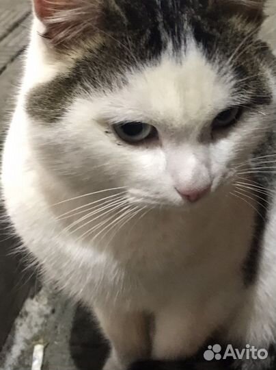 Отдам кота в добрые руки