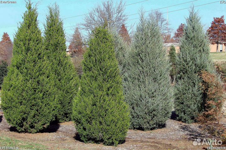 Туя брабант