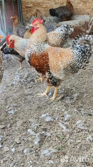 Молодые петухи