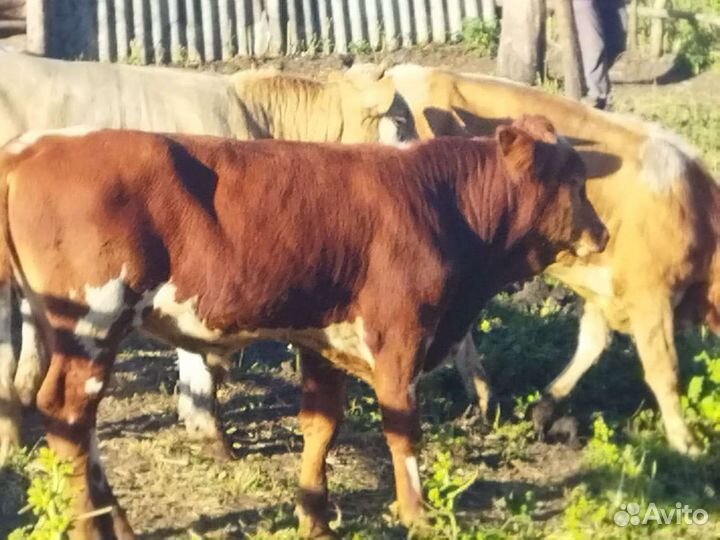 Бычки и быки