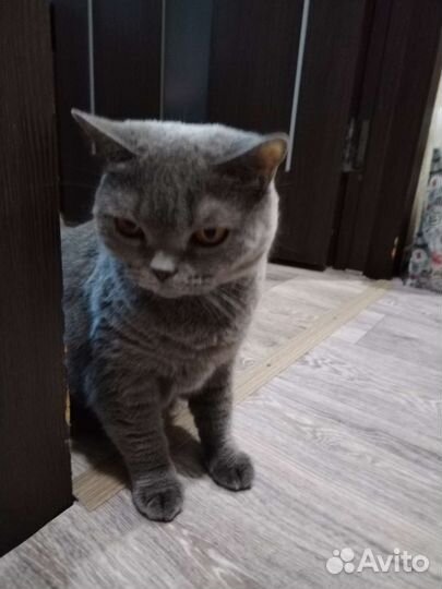Британская кошка в дар