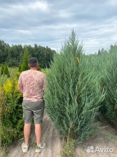 Можжевельник скальный Блю Эрроу ком