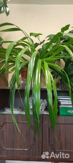 Комнатное растение Панданус