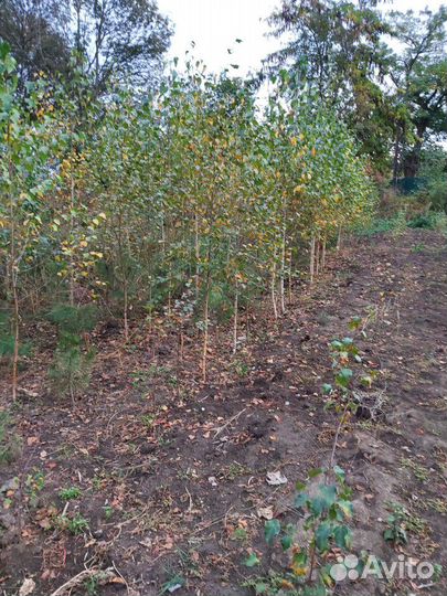 Саженцы хвойных и лиственных пород,кустарники