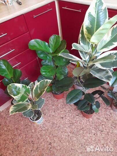 Комнатные цветы