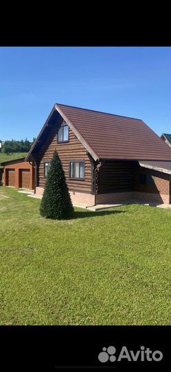 Высотные ели оптом и в розницу