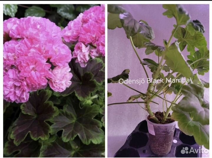 Сортовые пеларгонии