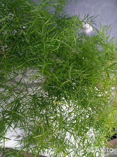 Аспарагус шпренгеля комнатный цветы