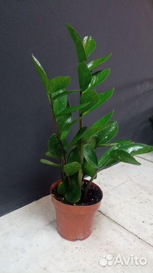 Замиокулькас