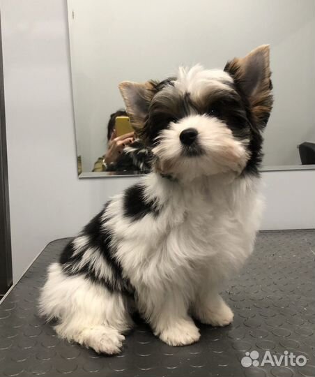 Грумминг собак и кошек