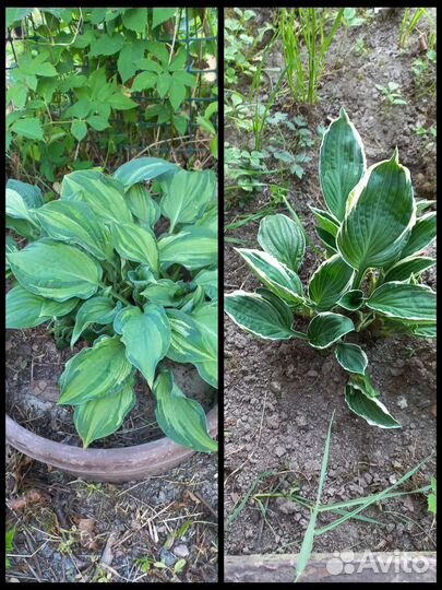 Хоста волнистая, хоста гибридная