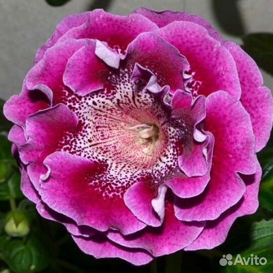 Глоксиния ао Барби