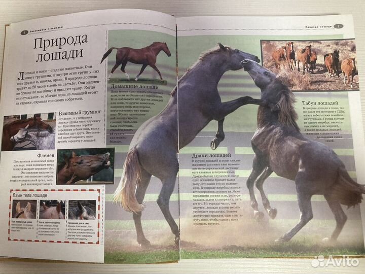 Книга Лошади и пони. Иллюстрированная энциклопедия