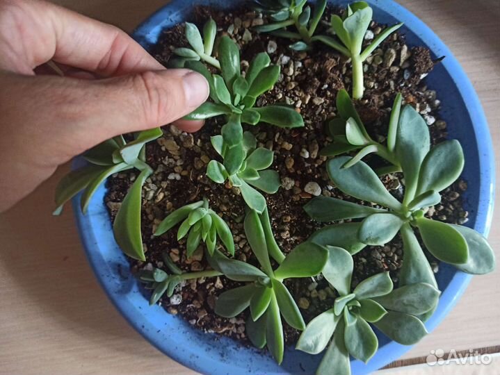 Суккуленты набор