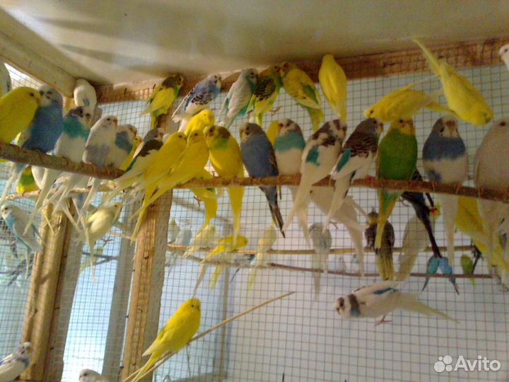 Волнистые попугаи, кореллы