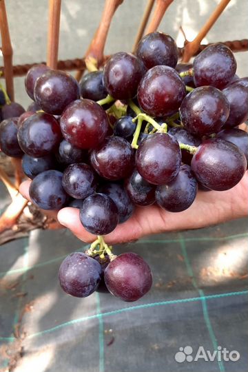 Саженцы винограда
