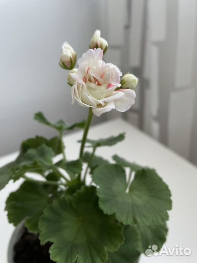 Пеларгония герань