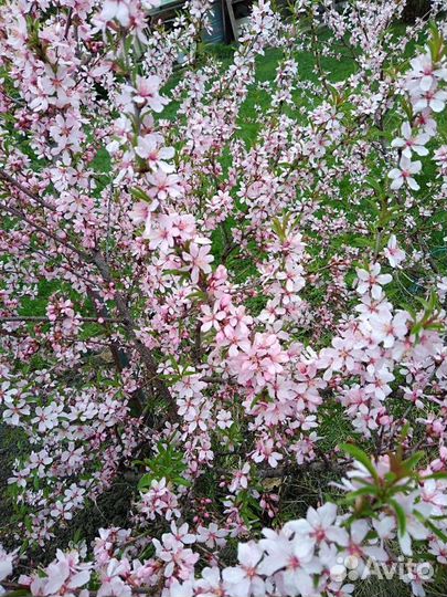 Кустарники саженцы