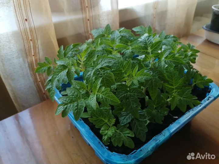 Рассада помидоров