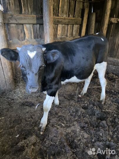 Корова дойная с теленком