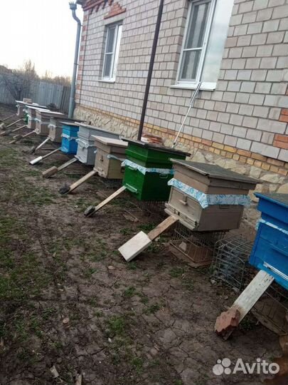 Улей с пчелами