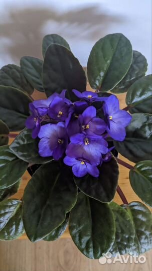 Фиалка цветущая