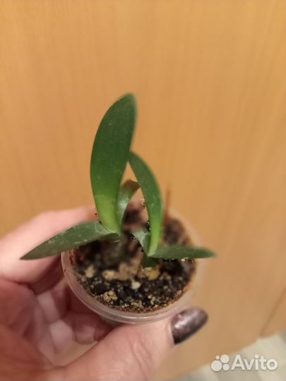 Гименокаллис,фото из интернета