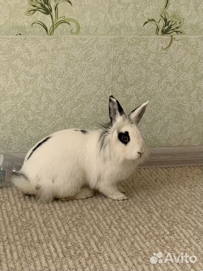 Декоративный кролик в добрые руки