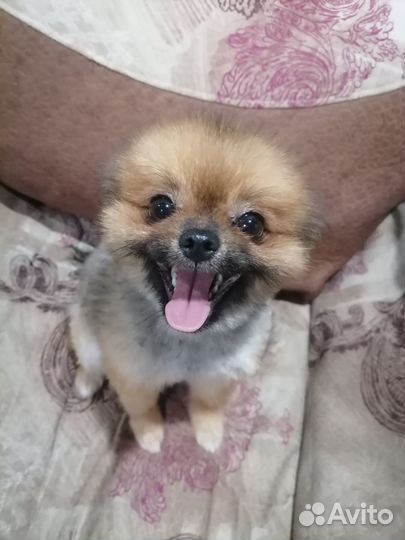 Померанский шпиц мини