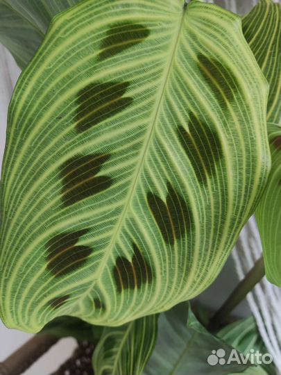 Маранта керховена