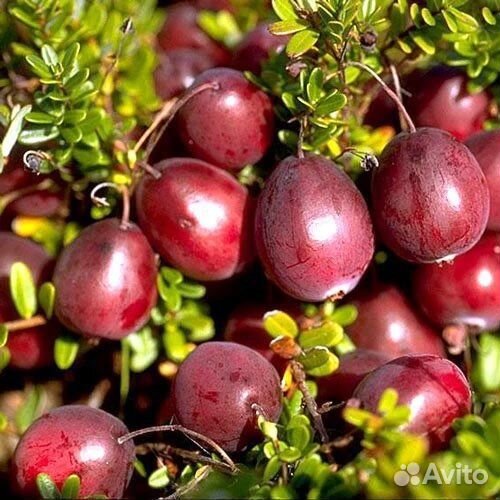 Саженцы клюквы