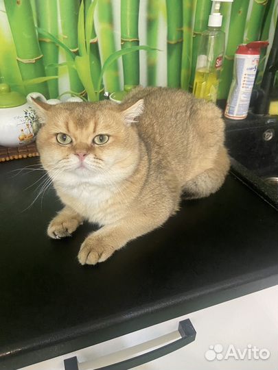 Британский кот, вязка