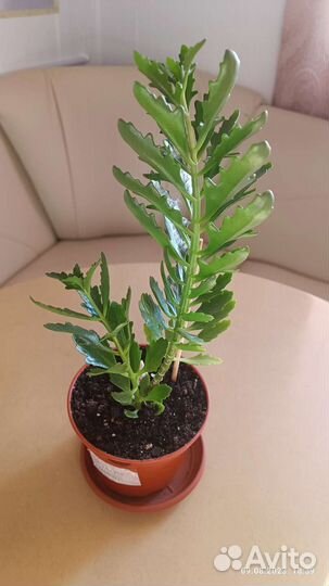 Каланхоэ махровый